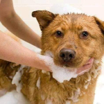 Merawat Bulu Anjing agar Tidak Mudah Rontok
