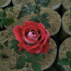 Cara Merawat Bunga Mawar