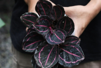 Cara Merawat Calathea Black Lipstick