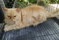 Cara Merawat Kucing Persia