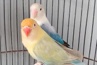 Cara Merawat Lovebird