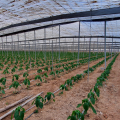 Perbandingan Biaya Green House Baja Ringan vs Besi Hollow