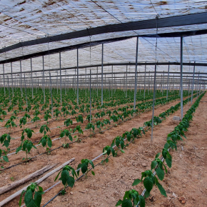 Perbandingan Biaya Green House Baja Ringan vs Besi Hollow