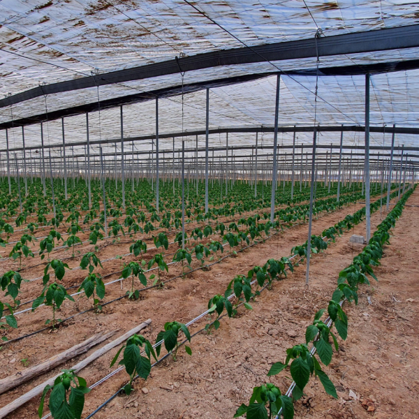 Perbandingan Biaya Green House Baja Ringan vs Besi Hollow
